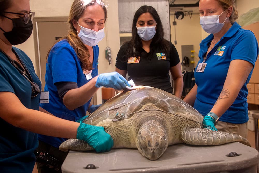 La tortuga de 80 libras había sido rescatada por la Comisión de Pesca y Vida Silvestre de Florida, en mayo 28, tras ser hallada flotando en un canal en Coral Gables.