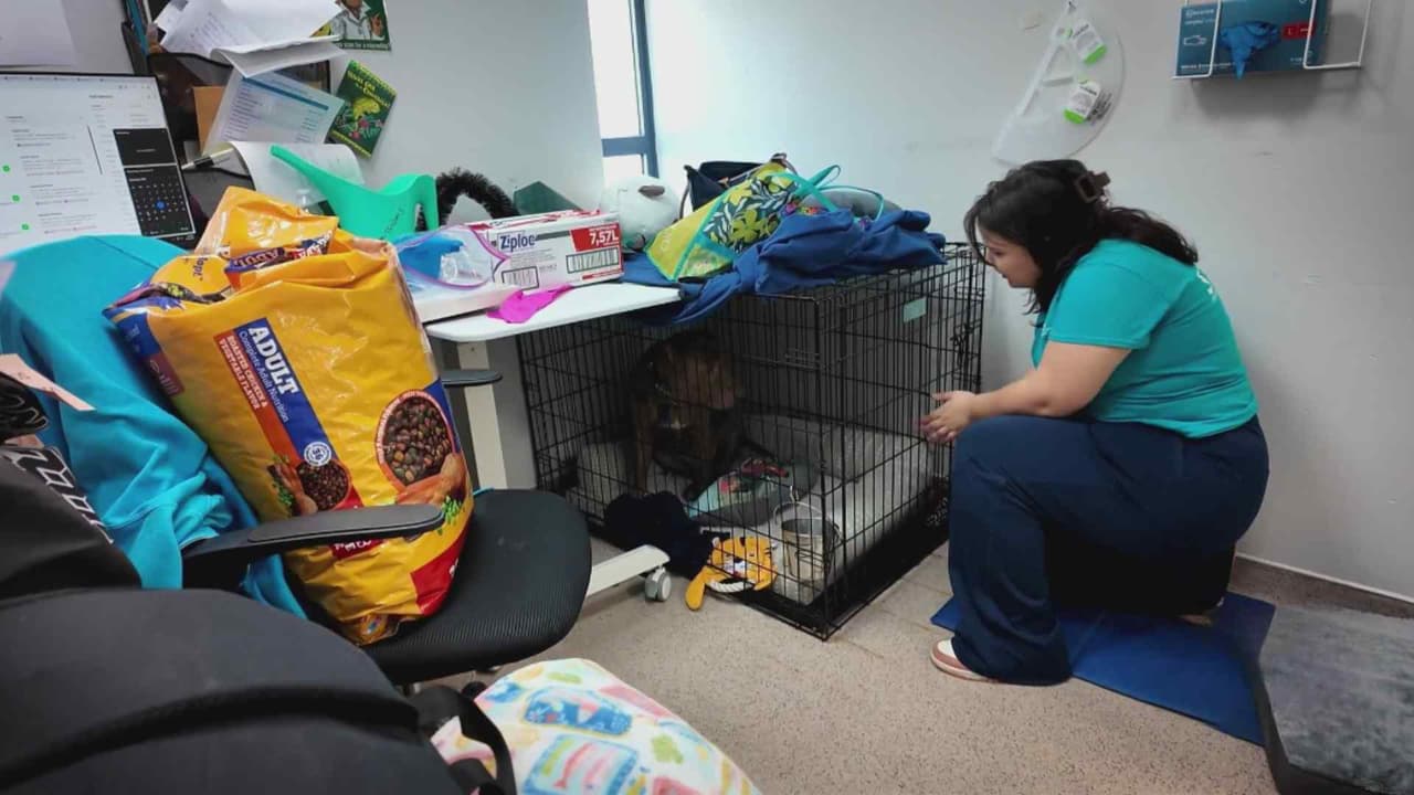 Refugios de animales están al límite de su capacidad en Nueva York