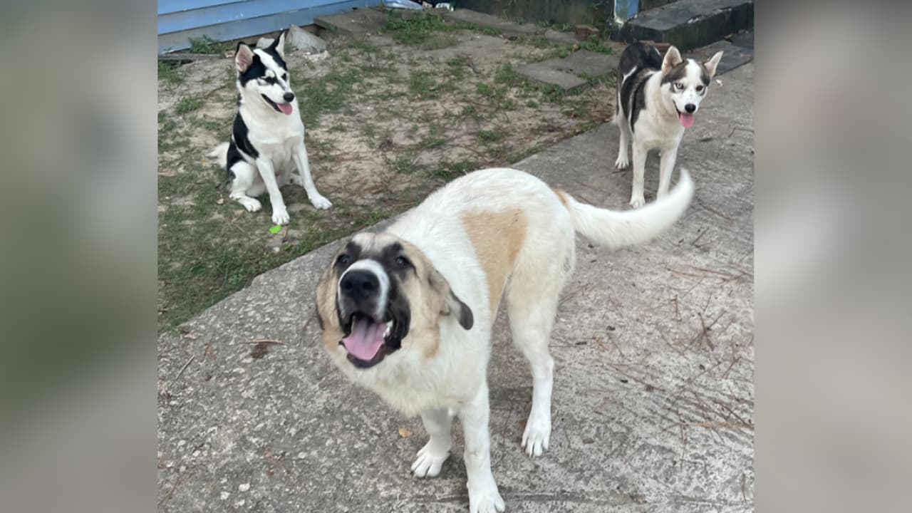 <b>Lesly Cipriano</b>: El amor más sincero que puedo tener de mi Max, Rocky y Pirata. Son bien juguetones y traviesos.