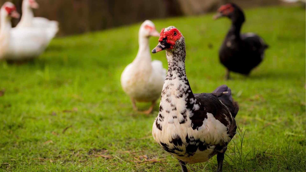 Los patos Muscovy son originarios de América central y del sur.