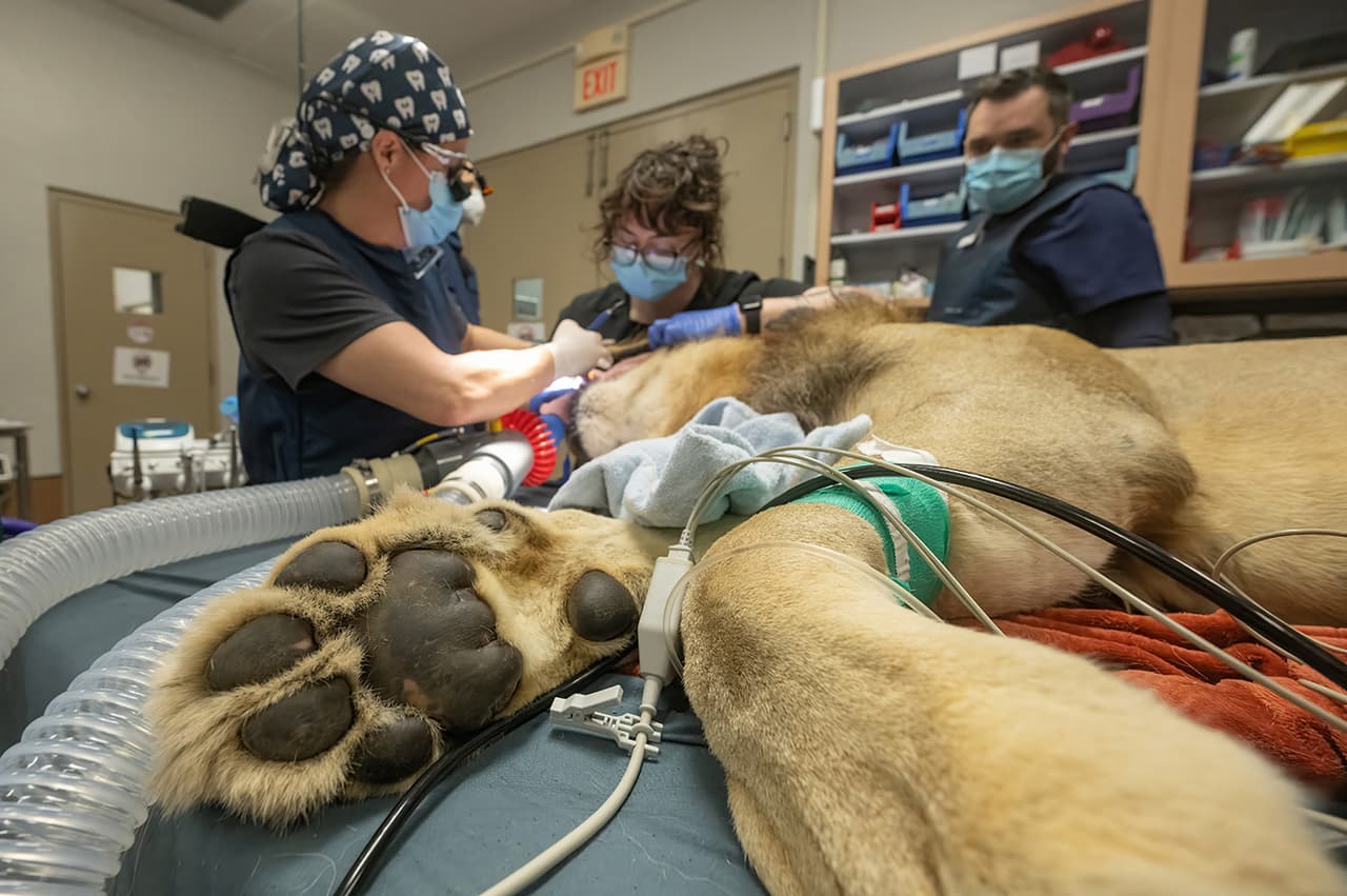 La enorme pata de un león bajo anestesia mientras recibe tratamiento por parte de la dentista veterinaria Jamie Berning y su equipo.