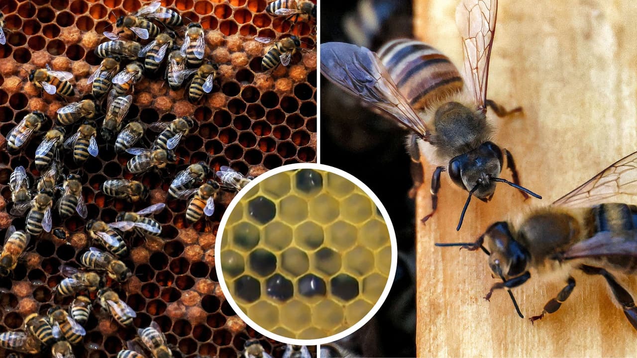 Abejas producen miel en colores antinaturales (verde y azul): la razón causó preocupación