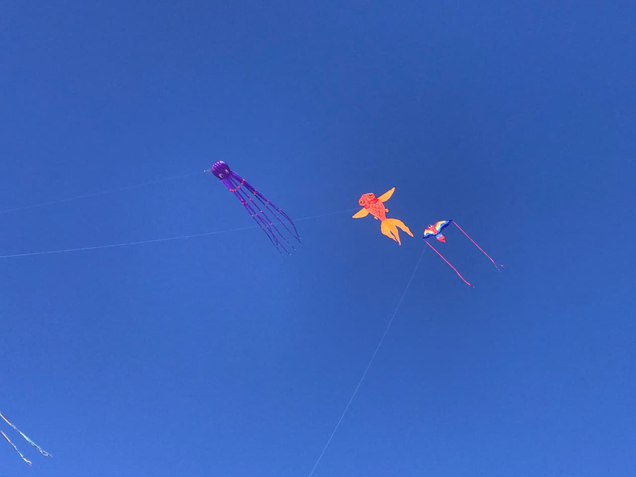 Las bajas temperaturas no fueron impedimento para que las personas disfrutaran y volaran sus papalotes.