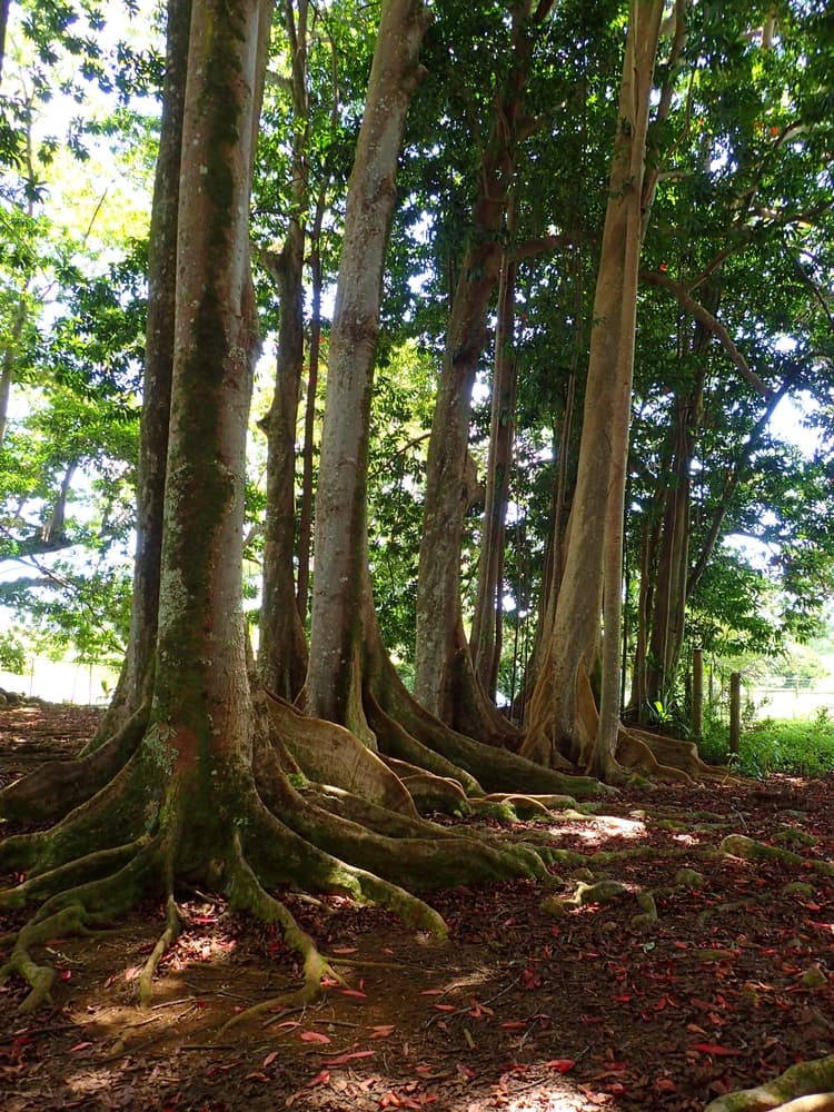 <b>Bosque sagrado de Rudraksha en Kauai</b>
<br>Este lugar está cerca de un monasterio hindú en Kauai, Hawaii, en donde hace varias décadas los monjes plantaron estos particulares árboles de rudraksha.