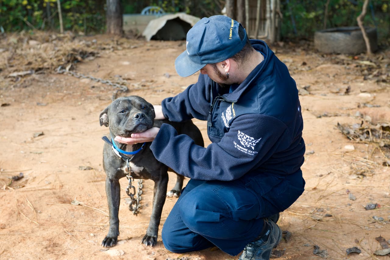 Más de 40,000 personas organizan, participan y asisten a peleas ilegales de perros en Estados Unidos, mientras “cientos de miles” más lo hacen de manera improvisada, según The Human Society.