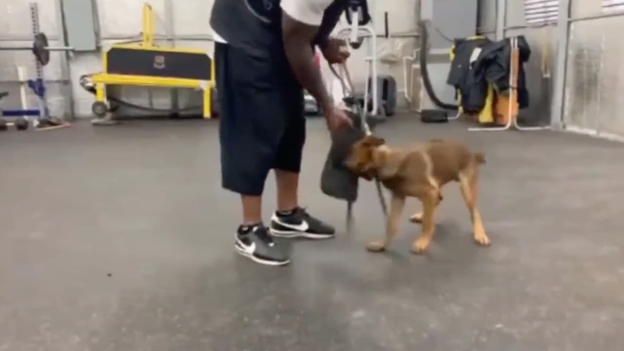 El video muestra en un principio como el perro es entrenado por este hombre.