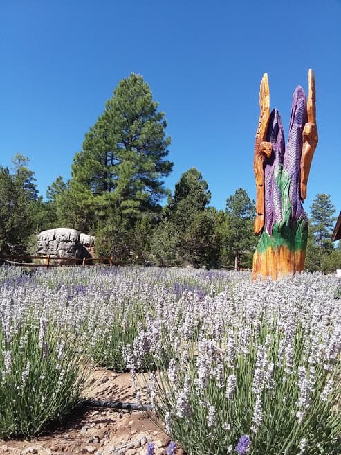 Cuando la lavanda 
<i>está lista</i>, generalmente en el mes de agosto, las personas que visitan este sitio tienen la oportunidad de cortar sus propias flores.
<br>