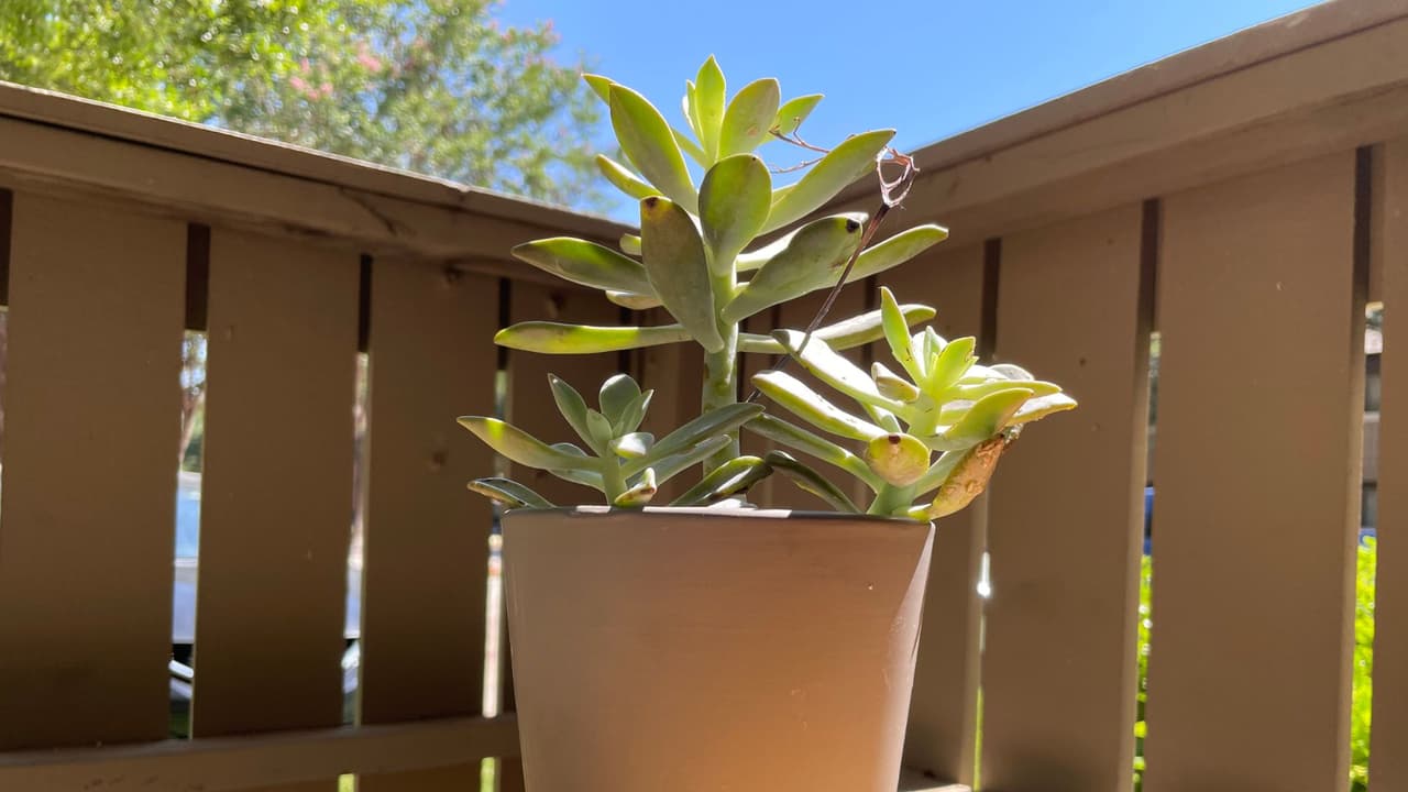 Las
<b>suculentas</b> son las que más toleran el clima extremo pues tienen un mecanismo para almacenar agua en grandes cantidades. Ellas
<b>soportan el sol del verano en Texas.</b> Pero ¡cuidado! no te pases de agua al regarlas que las podrías ahogar, nos recomienda Rufina Vargas.