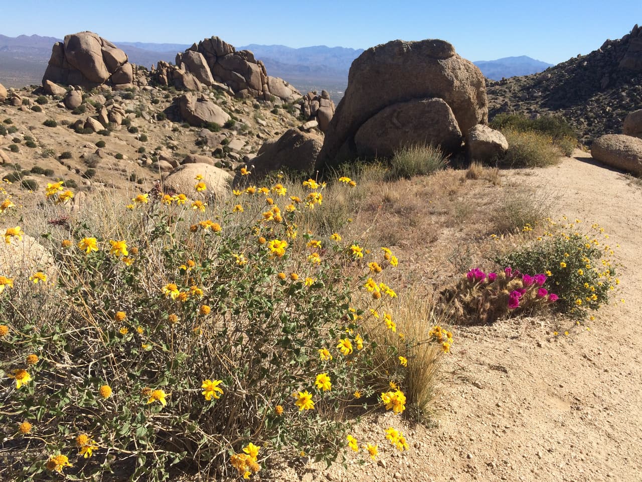 La primavera es un momento hermoso por la cantidad de flores en el camino.