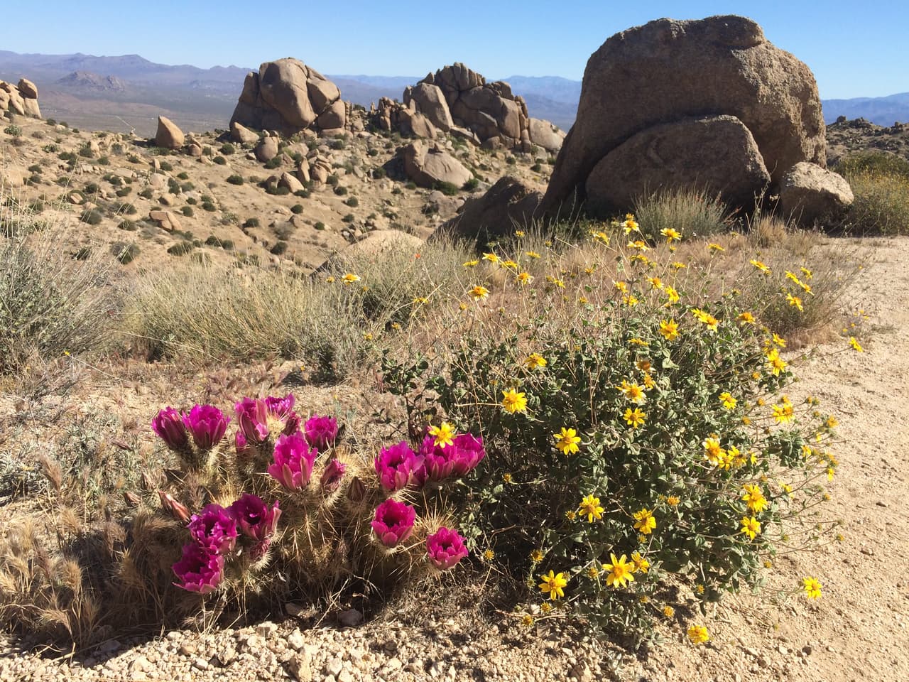 Es posible llevar a las mascotas.