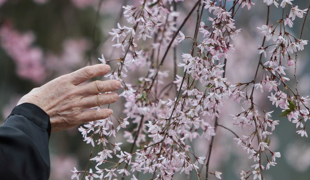 <b>4. Roosevelt Island</b>
<br>Este enclave ofrece vistas espectaculares del skyline con cerezos a lo largo de la costa. 
<b>La combinación de Yoshino y Kwanzan </b>permite disfrutar hasta seis semanas de floración, desde principios hasta finales de abril.