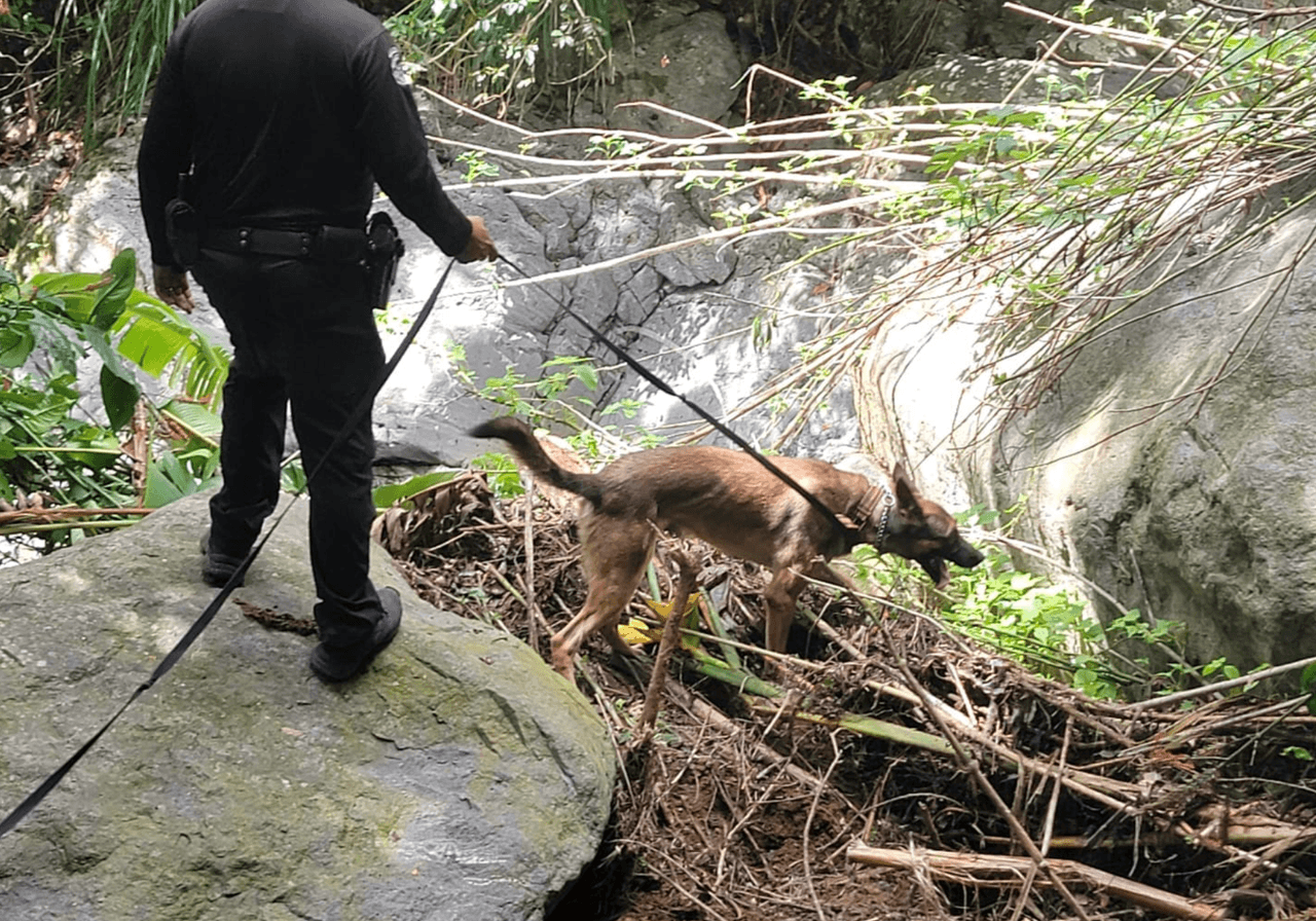 Un equipo especializado de perros de búsqueda se sumó a los esfuerzos, que el miércoles en la mañana no parecían rendir ningún fruto.