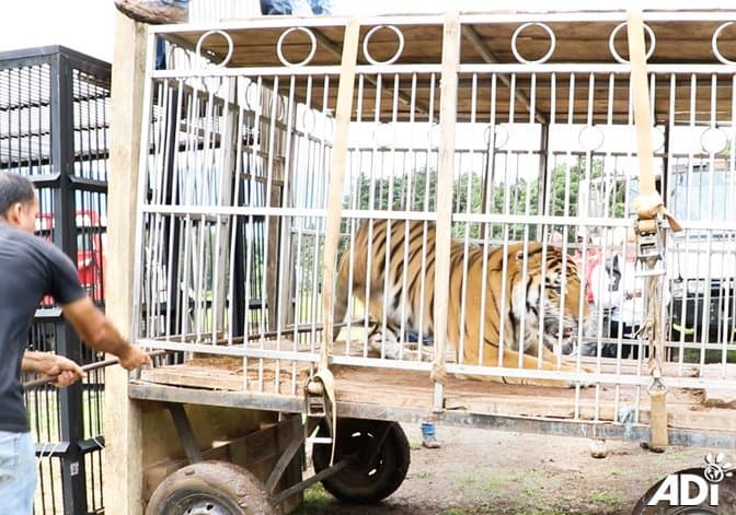En junio de 2018, ADI esractó a los tres tigres Kimba de 2 años y medio; junto con Max y Simba, de 9 años.
<br>