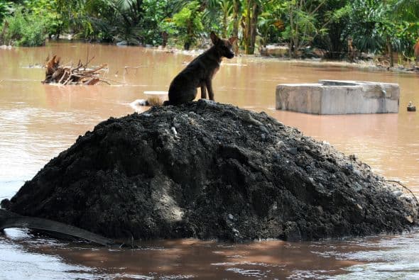 La red de puentes "ha sido la parte de la infraestructura vial más afectada por este invierno tan inclemente que hemos venido sufriendo", agregó.