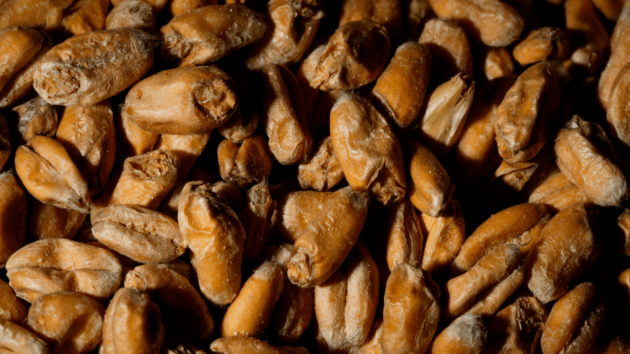 <h2 class="cms-H2-H2">Granos</h2>
<br>También es prohibido pasar con granos como el trigo, maíz, frijoles, arroz, ajonjolí, lentejas, entre otras.