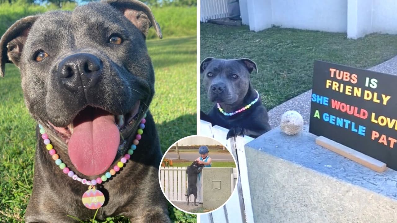 ¿Por qué los dueños de esta perrita pusieron un letrero para que la acariciaran? La tierna historia