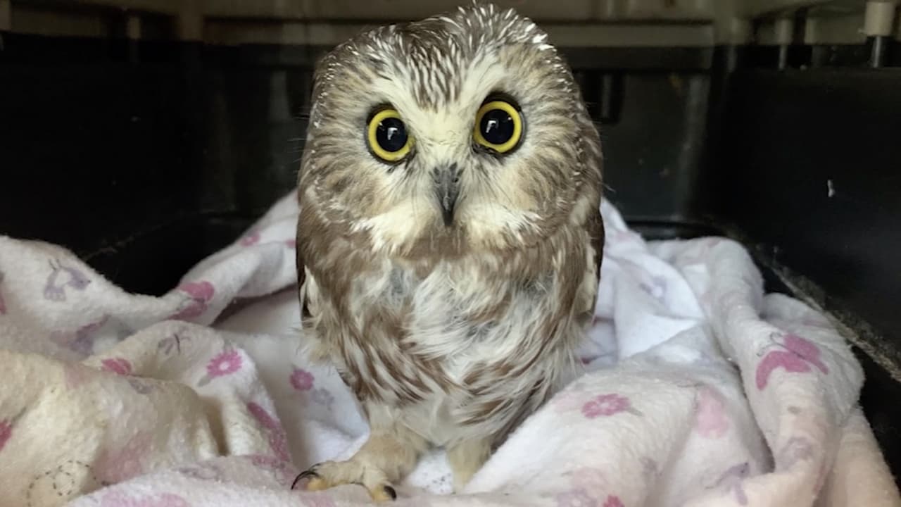 Búho encontrado en el árbol de Navidad del Rockefeller Center pronto será liberado a la vida salvaje