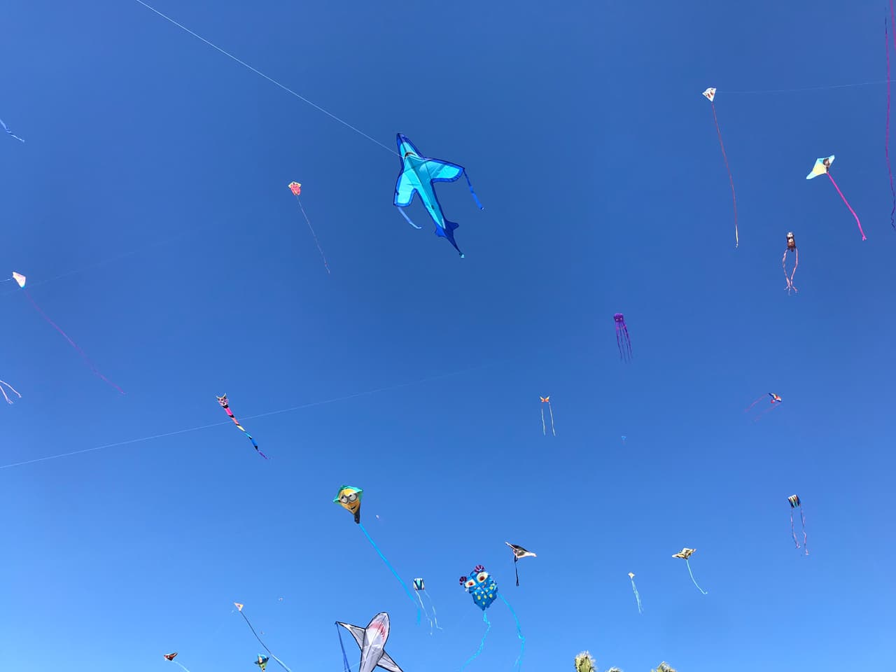 Como los cientos que tomaron el cielo de la popular playa de Redondo Beach, al sur de Los Ángeles.