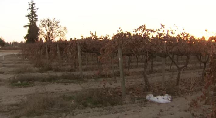 Roban a campesinos mientras trabajaban al sur de Fresno