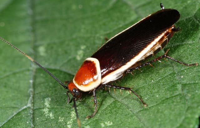 Malas noticias para quienes odian las cucarachas