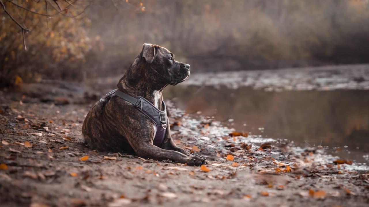 Investigan muerte de un perro que fue quemado por un hombre en Prince George’s