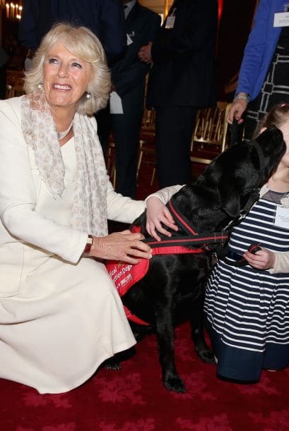 El pasado 11 de marzo se reunieron los miembros de la asociación en el Palacio de St. James, para dar una demostración de como los perros pueden detectar las enfermedades.