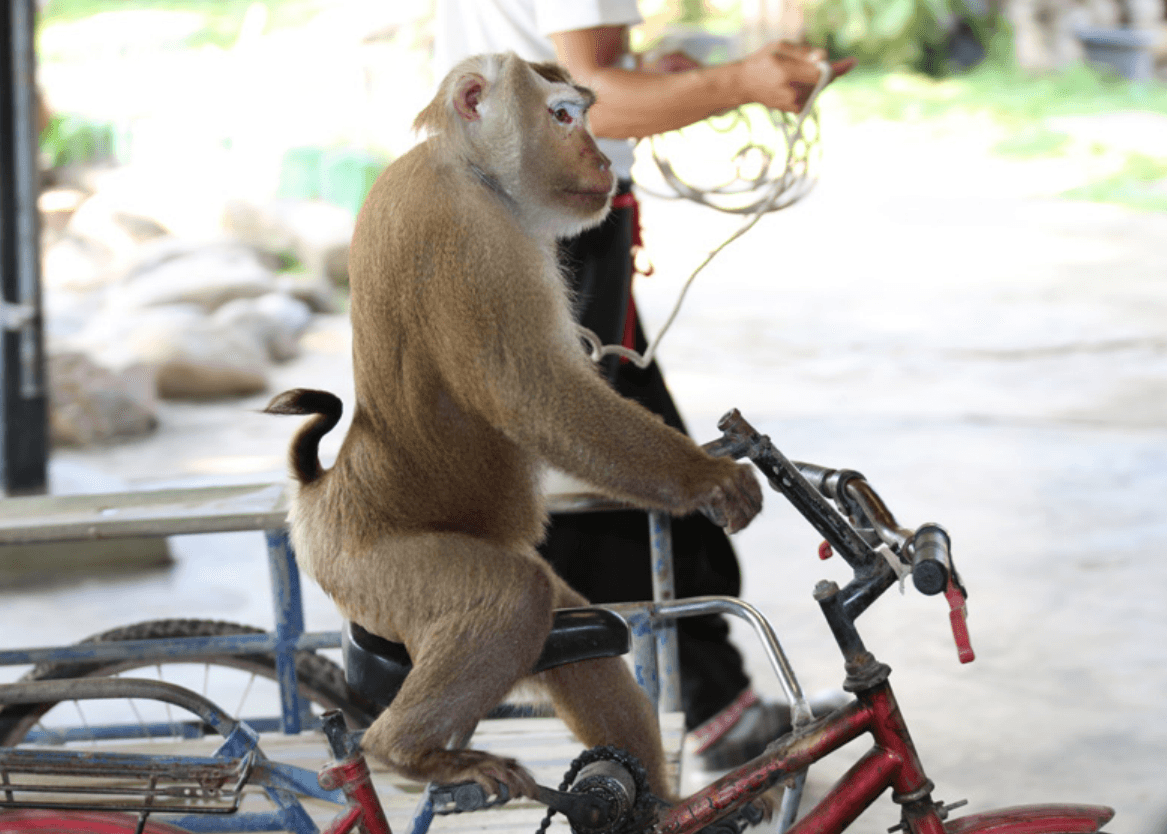 Acusan a Tripadvisor de promover atracciones turísticas que son crueles con los animales 
