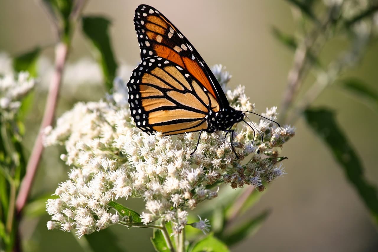 “La Asociación de Agencias de Pesca y Vida Silvestre ha estado trabajando codo a codo con el Servicio de Pesca y Vida Silvestre de EE. UU. en la conservación voluntaria de la mariposa monarca desde 2014. Hemos logrado grandes avances, incluida la concienciación y la restauración de hábitats clave, pero aún tenemos un largo camino por recorrer para lograr un impacto sostenible a largo plazo. En el futuro, continuaremos siendo un socio cercano en nuestros esfuerzos de colaboración para restaurar esta especie icónica ", declaró Sara Parker Pauley, directora del Departamento de Conservación de Missouri y presidenta de la Asociación de Agencias de Pesca y Vida Silvestre.