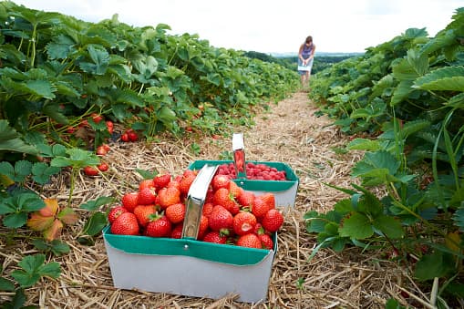 <a href="https://www.sweetberryfarm.com/index.html"><b>Sweet Berry Farms</b></a>
<b> - Marble Falls, Texas</b> 
<br>
<a href="https://www.univision.com/local/austin-kakw/edicion-digital-austin/calabazas-gigantes-espantapajaros-una-granja-y-diversion-para-toda-la-familia-en-sweet-berry-farms-video">Esta finca no cuenta con tarifa de admisión o estacionamiento, </a>simplemente pagas las frutas que elijas o las actividades en las que desees participar. Las fresas están disponibles a mediados de marzo hasta mayo y pagas $ 2.99 por libra