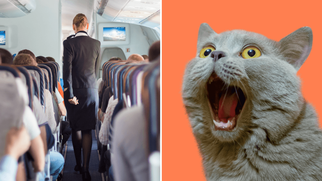Las peores experiencias en un avión: los internautas contaron sus momentos más aterradores y extraños