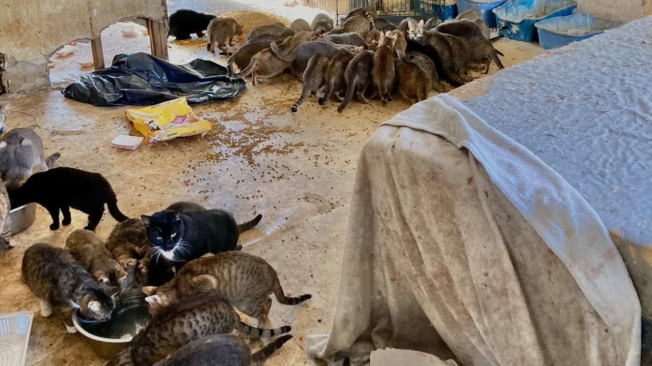Hallan a pareja muerta dentro de casa en Nueva York donde vivían ¡con 150 gatos!