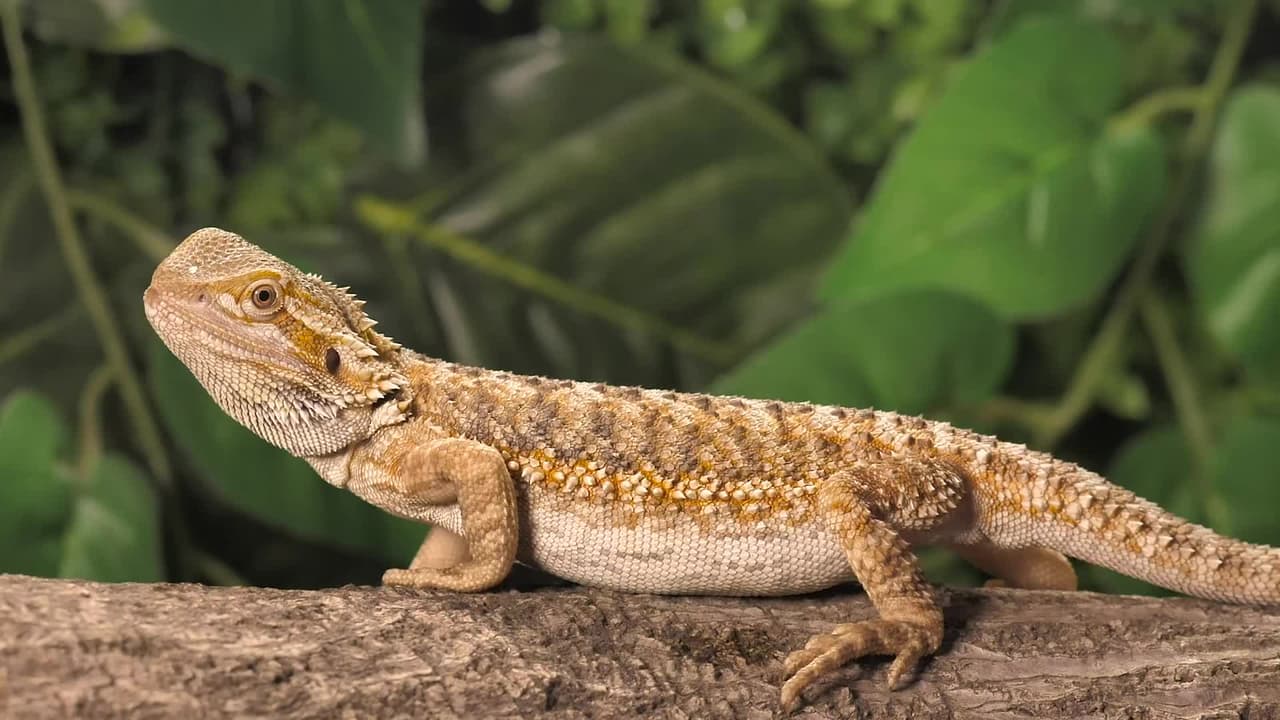Serpientes, iguanas y lagartos no podrán ser su mascota en Florida