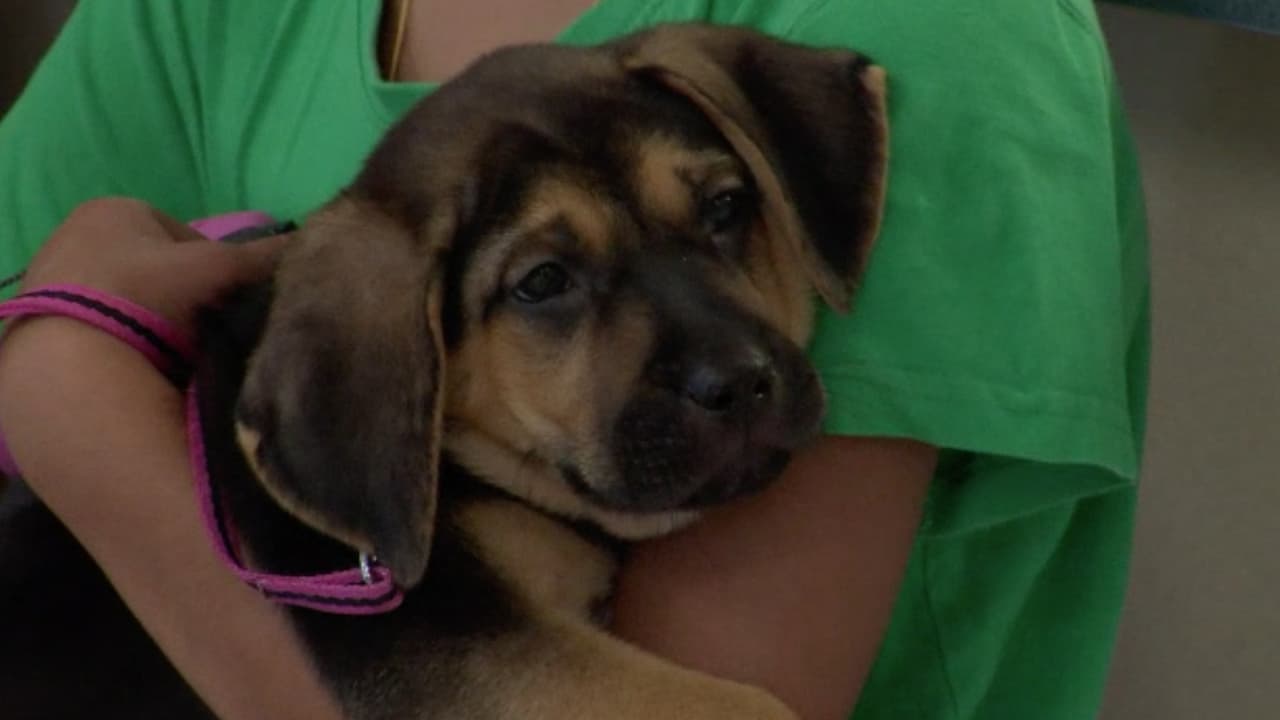 Las mascotas y los fuegos artificiales no se llevan, los ruidos pueden provocar ansiedad y temor en los animales.