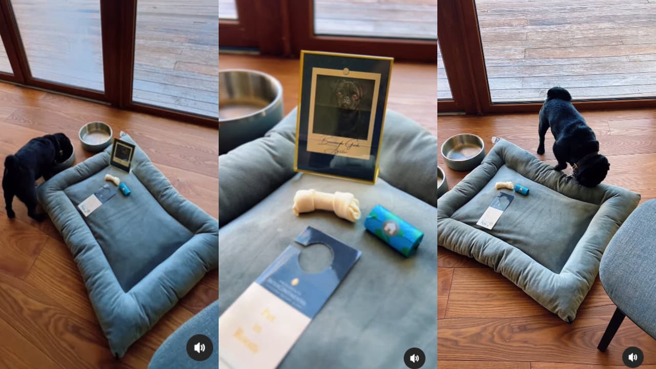 Pepe Aguilar compartió en Instagram las amenidades que su perro 'El Gordo' goza durante el viaje de cumpleaños del cantante por la Riviera Maya.