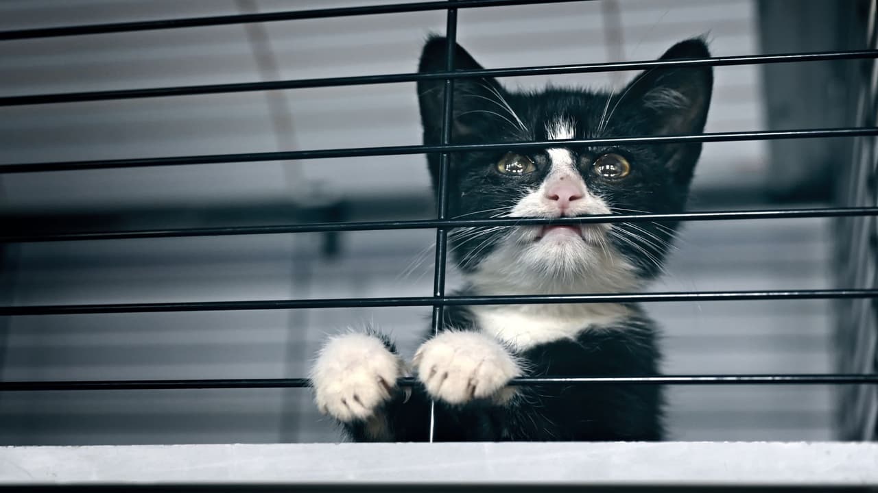 Unos jóvenes queman a un gatito en Houston: lo que se sabe del ataque