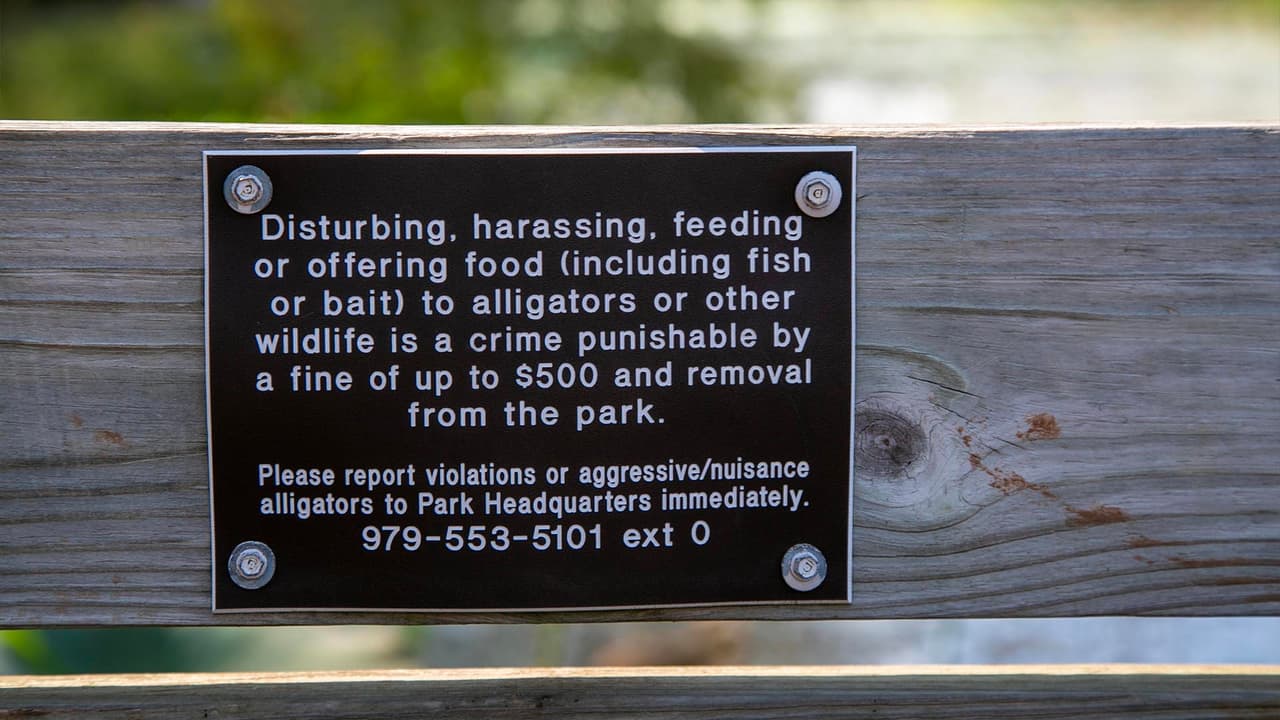 Se prohíbe molestar, acosar, alimentar o ofrecer peces o carnadas a los caimanes en el parque. Quienes infrinjan esta norma pueden recibir una multa de hasta 500 dólares.