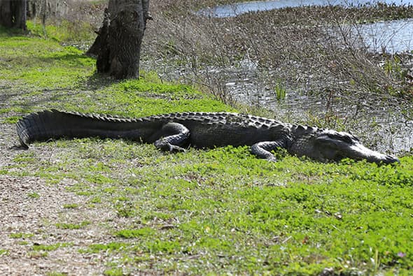 Se recomienda alejarse lentamente de los caimanes si se encuentra muy cerca y tenga en cuenta que estos animales son rápidos ya que, pueden correr hasta 35 millas por hora.