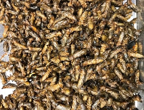 Deep fried crickets are common snack in the Southeast Asian region.