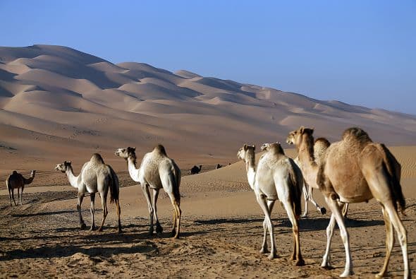 Los camellos caminan por el desierto Liwa, a unos 220 kms. al oeste de Abu Dhabi, preaparándose para el Festival de Camellos Mazayin Dhafra.