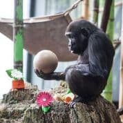 El Lincoln Park está dedicado a la conservación de los gorilas.