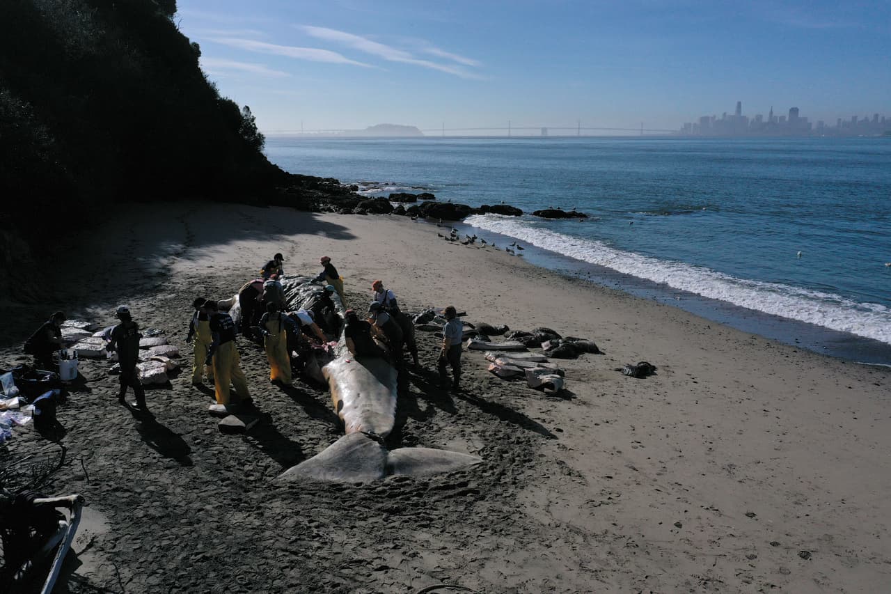 Las investigaciones preliminares determinaron que cuatro de las ballenas murieron de desnutrición y
<b>tres murieron al ser golpeadas por barcos. </b>Las ballenas grises migran cada primavera desde Baja California, México, hasta Alaska, EEUU.