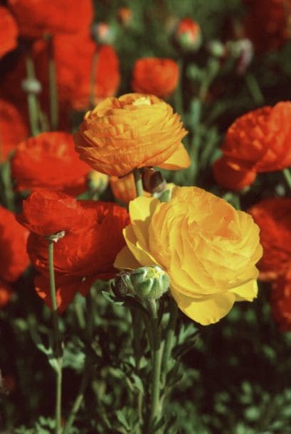 Estas enormes flores vienen en una fabulosa variedad de colores, capaces de dejar boquiabierto a cualquiera.