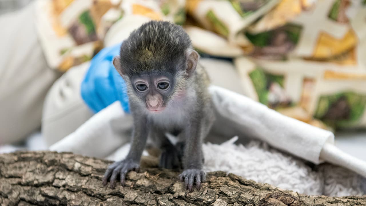 Durante su revisión médica, los veterinarios del zoológico descubrieron que algo tenía en el cráneo y le tomaron radiografías.