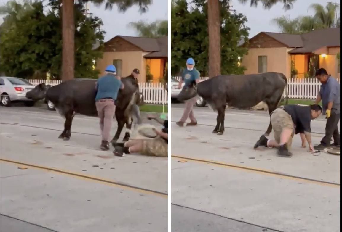 Decenas de vacas invaden zona residencial de Pico Rivera