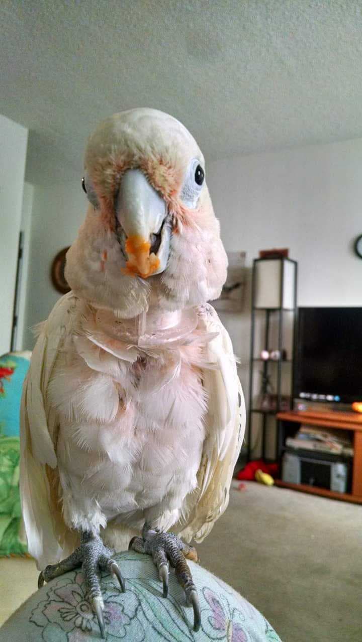 Esta belleza se llama Arturo y según Evelyn Palma, productora de noticias Univision34, sí habla y hasta lee las noticias en inglés y español.