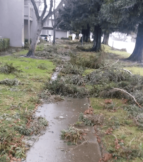 La banqueta quedó bloqueada por ramas caídas en 47th Ave. en Sacramento, como se observa en esta foto compartida por Janeth A.
