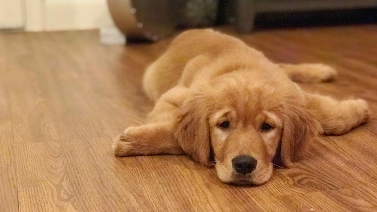 "Mi casa es hogar desde que tengo un peludo con cuatro patas y su cola moviendose todo el día"