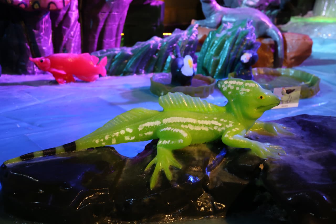 Las iguanas también están presentes en la exhibición.