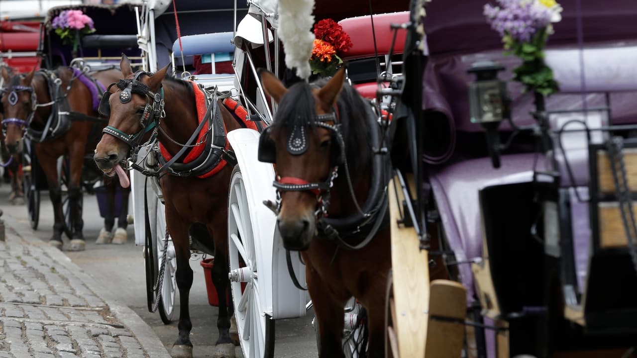 Nueva York busca prohibir carruajes con caballos tras muerte de turista en Central Park