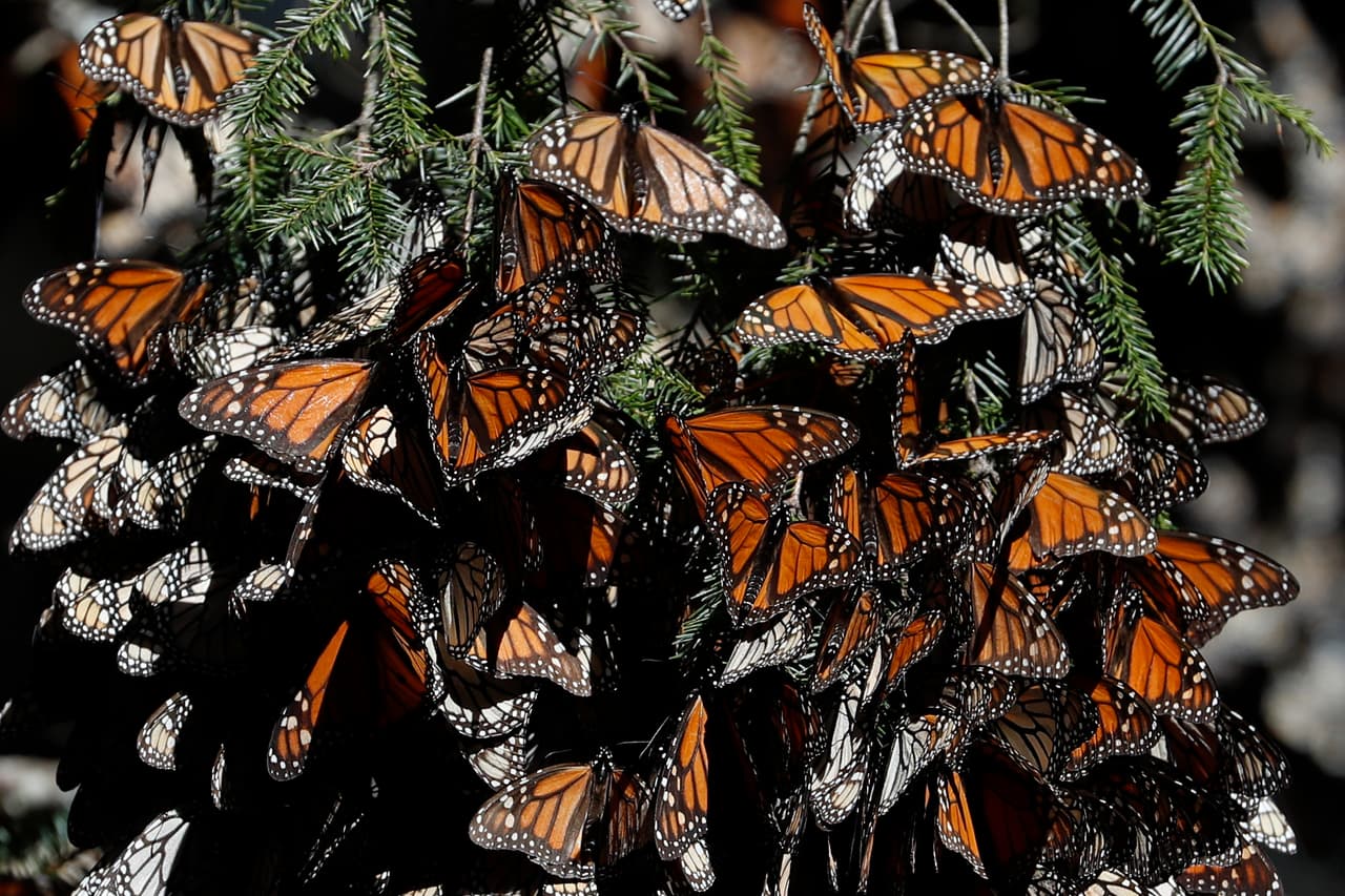 <b>La rápida disminución de las poblaciones de mariposas monarcas en América del Norte "es simplemente devastadora", </b>dijo Stuart Pimm, ecologista de la Universidad de Duke. "Esta es una de las mariposas más reconocibles del mundo".
<br>
<br>